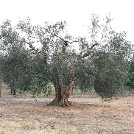 La Casa Degli Ulivi *